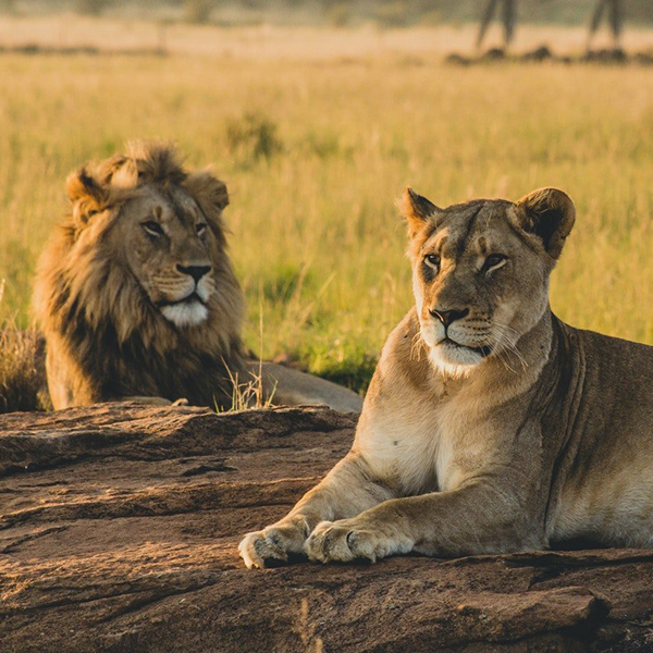 mikumi national park o