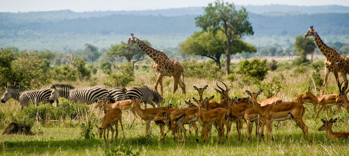 selous-game-reserve