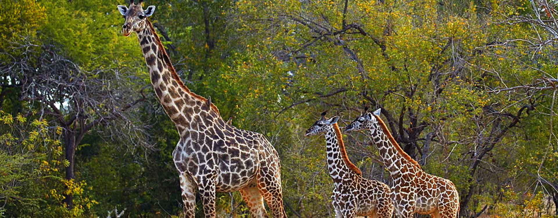 selous game reserve