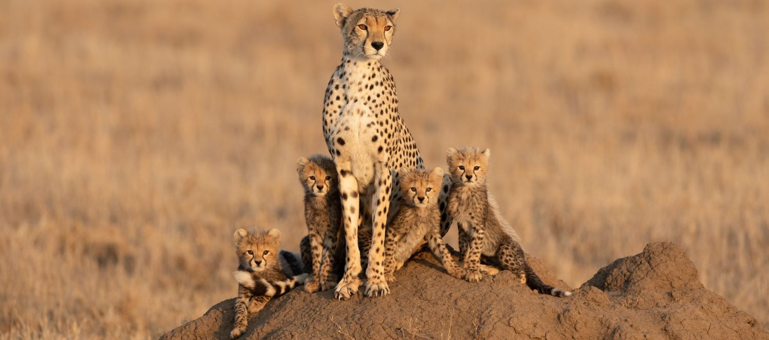 Serengeti cheetah and cubs
