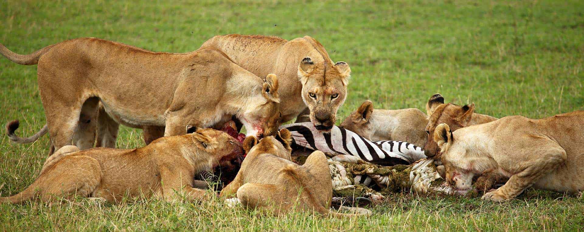 serengeti Lion pride and Zebra pray