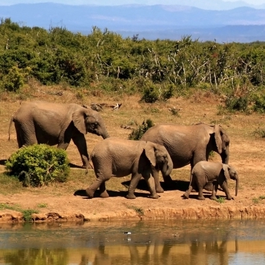 Elephants-pic